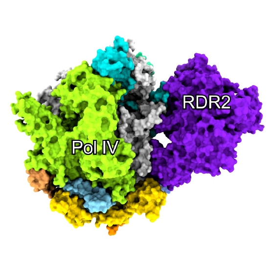 rna聚合酶iv（pol iv）和rdr2蛋白复合物三维结构 （受访者供图）